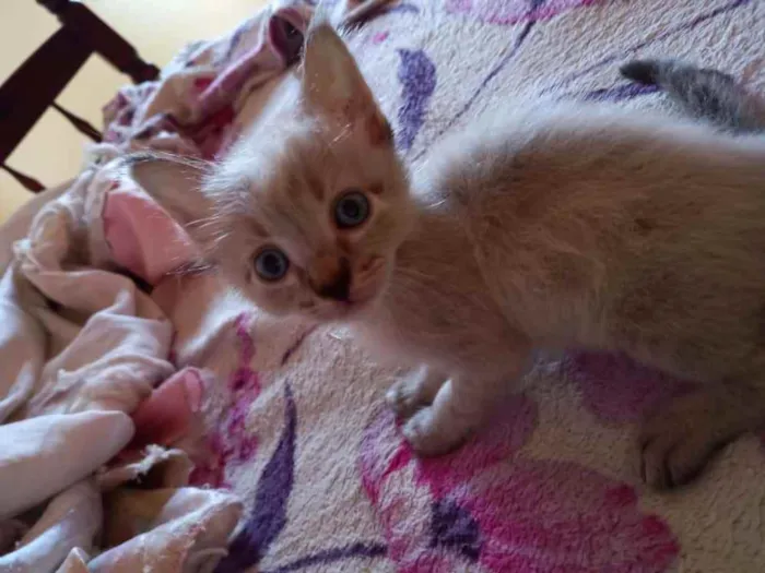 Gato ra a Vira lata idade 2 a 6 meses nome Sem nome