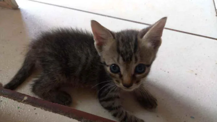 Gato ra a Vira lata idade 2 a 6 meses nome Sem nome