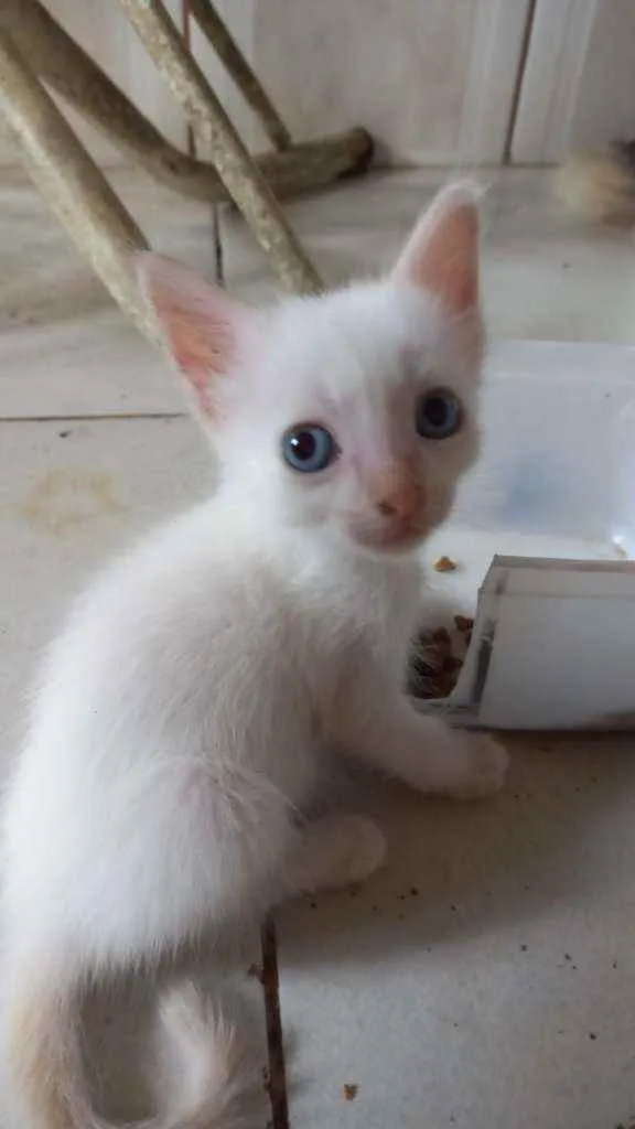 Gato ra a Vira lata idade 2 a 6 meses nome Sem nome