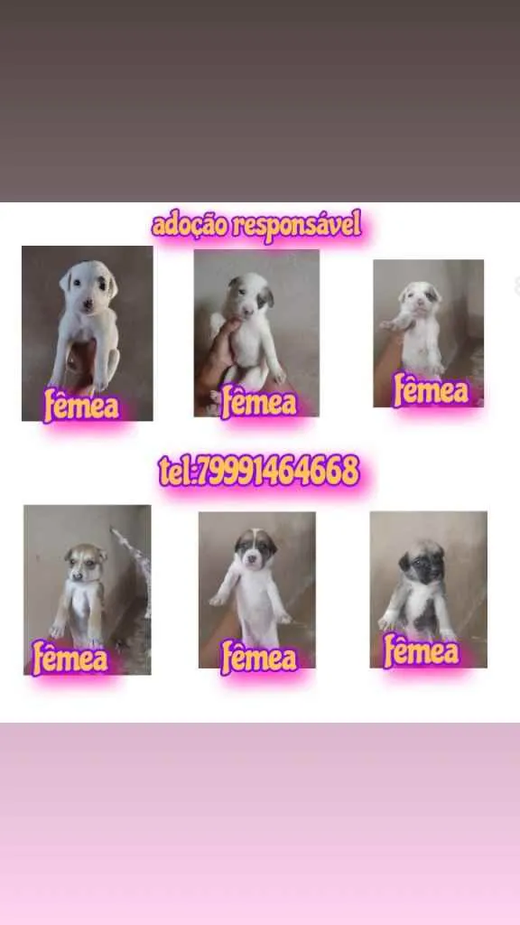 Cachorro raça Srd idade Abaixo de 2 meses nome Filhotes