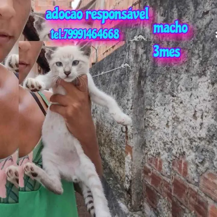 Gato raça Srd idade 2 a 6 meses nome Filhote 