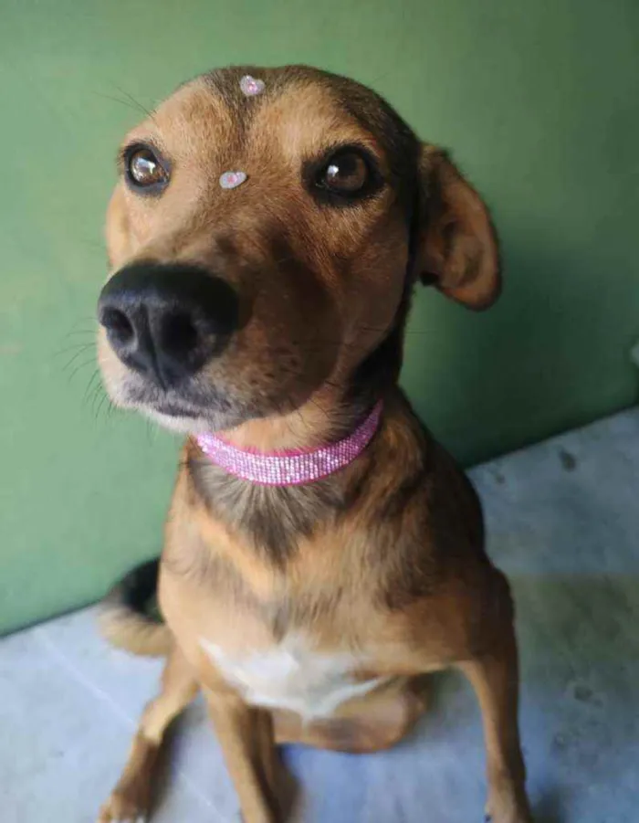 Cachorro raça SRD idade 1 ano nome Rubi