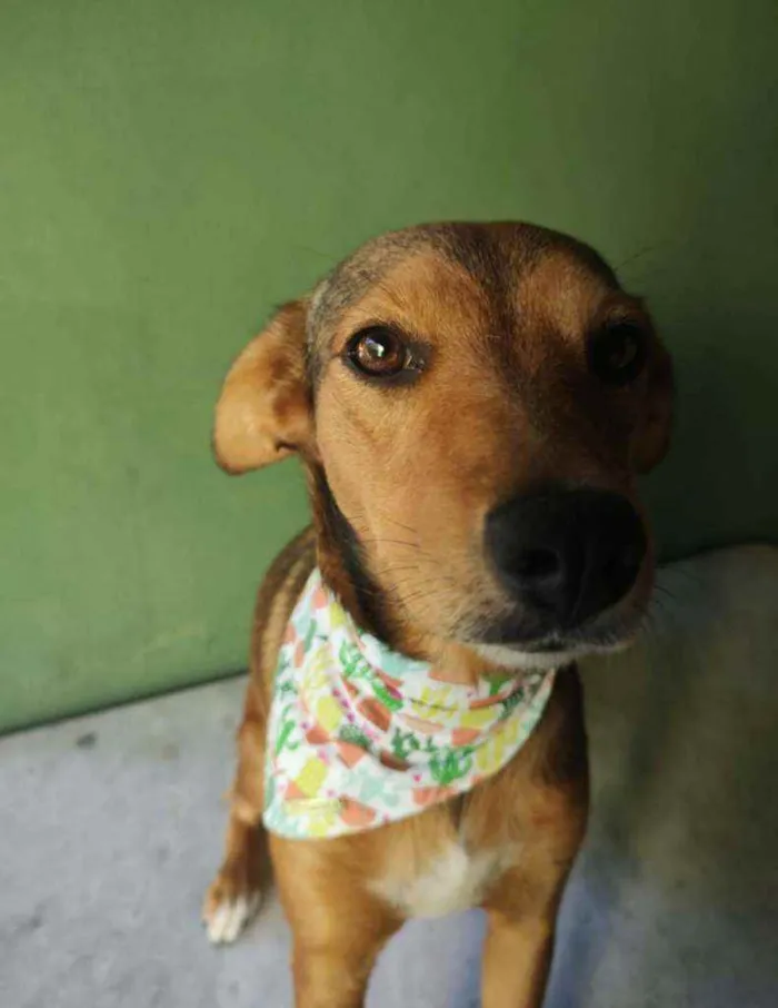 Cachorro raça SRD idade 1 ano nome Rubi