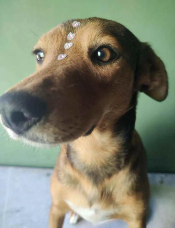 Cachorro raça SRD idade 1 ano nome Rubi