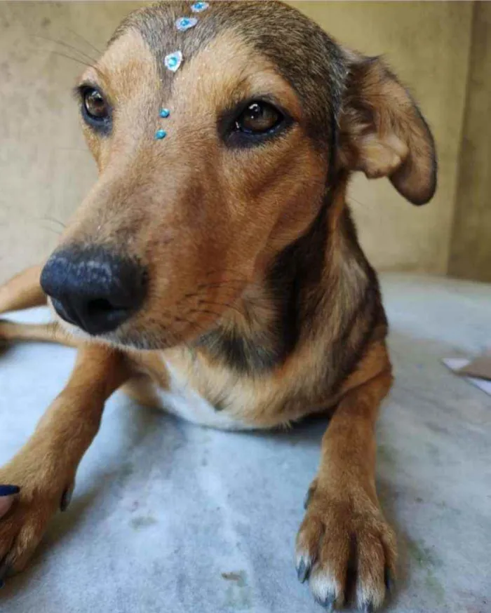 Cachorro raça SRD idade 1 ano nome Rubi