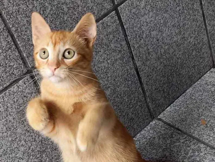 Gato raça Srd idade 2 a 6 meses nome Tico