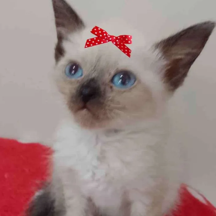 Gato ra a Siamesa  idade 2 a 6 meses nome Belinha 