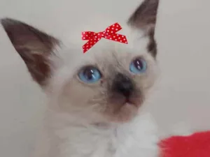 Gato raça Siamesa  idade 2 a 6 meses nome Belinha 