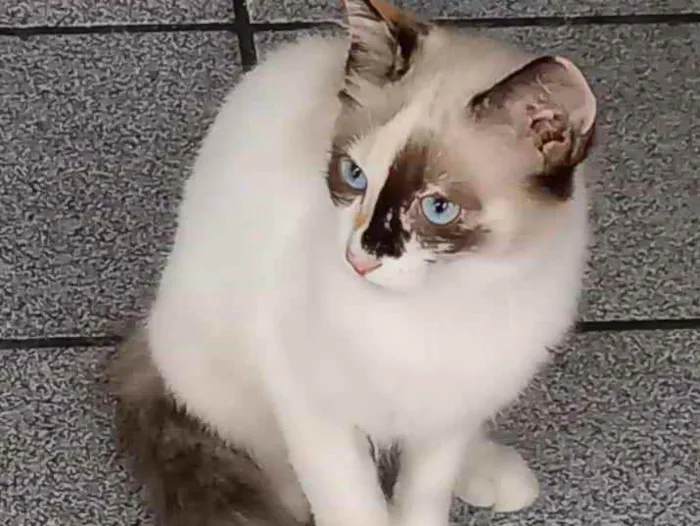 Gato raça Srd idade 2 a 6 meses nome Cristal