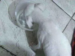 Cachorro raça Pitbull mestiço  idade 7 a 11 meses nome Nega e Nego 