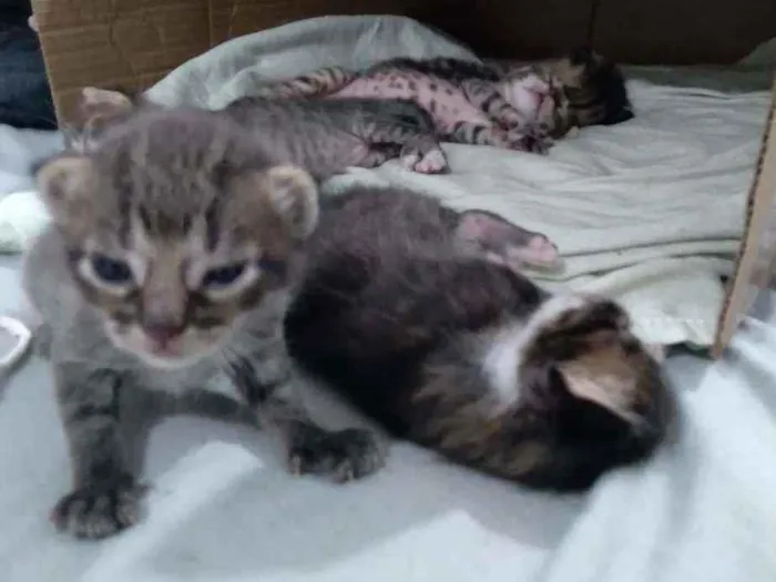 Gato ra a nenhum idade Abaixo de 2 meses nome sem nome 