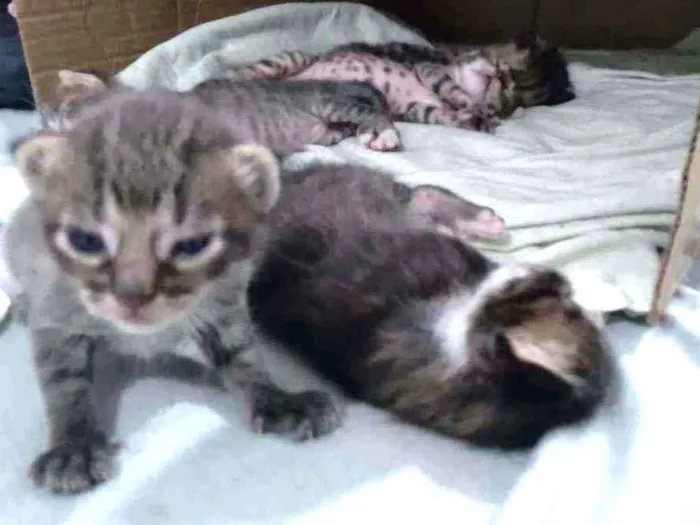 Gato ra a nenhum idade Abaixo de 2 meses nome sem nome 