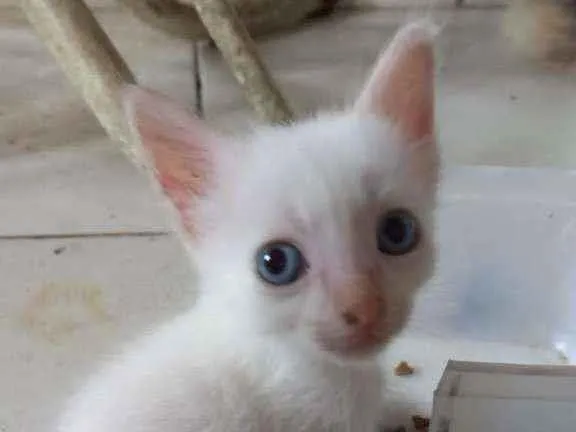 Gato ra a Vira lata idade 2 a 6 meses nome Sem nome