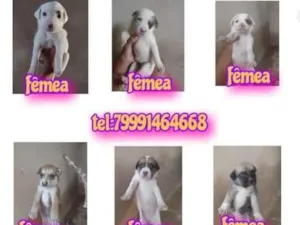 Cachorro raça Srd idade Abaixo de 2 meses nome Filhotes