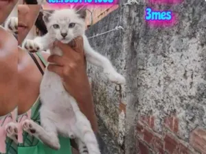 Gato raça Srd idade 2 a 6 meses nome Filhote 