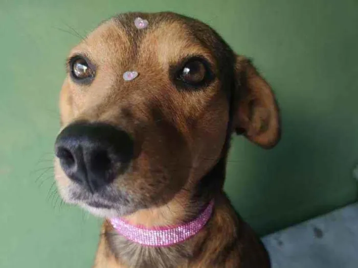 Cachorro raça SRD idade 1 ano nome Rubi