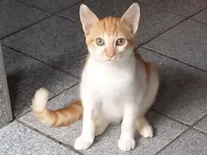 Gato raça Srd idade 2 a 6 meses nome Teco