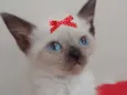 Belinha 