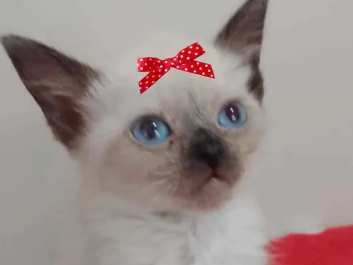 Gato ra a Siamesa  idade 2 a 6 meses nome Belinha 