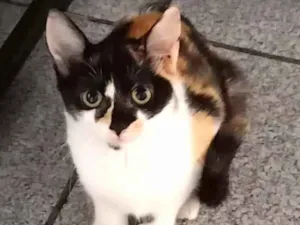 Gato raça Srd idade 2 a 6 meses nome Nicole