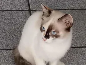Gato raça Srd idade 2 a 6 meses nome Cristal