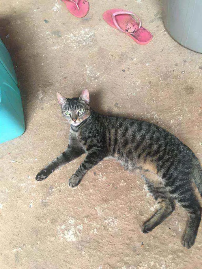 Gato ra a Sem raça  idade 7 a 11 meses nome Sebastião 