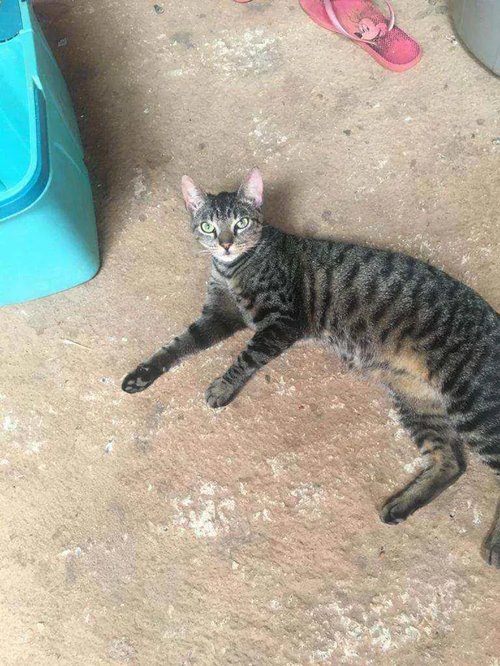 Gato ra a Sem raça  idade 7 a 11 meses nome Sebastião 