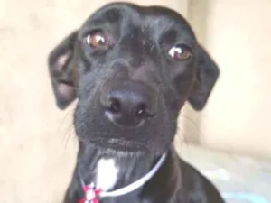Cachorro raça SRD idade 3 anos nome Baruck 