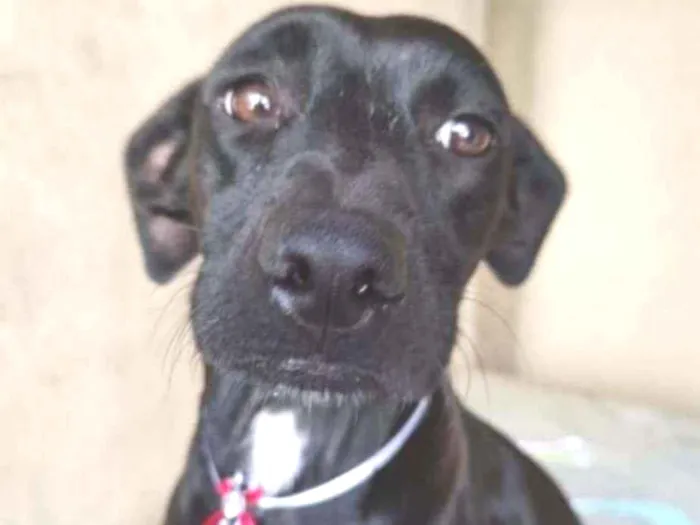 Cachorro ra a SRD idade 3 anos nome Baruck 