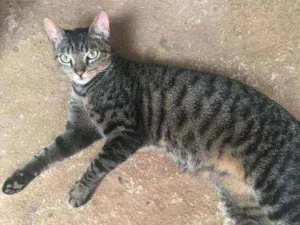 Gato raça Sem raça  idade 7 a 11 meses nome Sebastião 