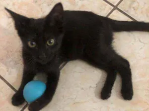Gato raça srd  idade 2 a 6 meses nome ORION