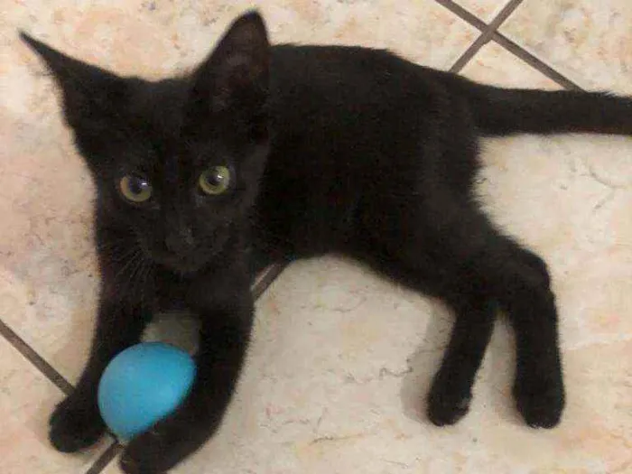 Gato ra a srd  idade 2 a 6 meses nome ORION