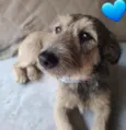 Apolo