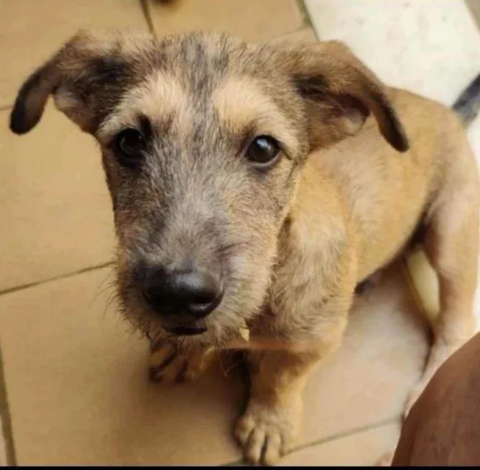 Cachorro ra a SRD idade 1 ano nome Apolo