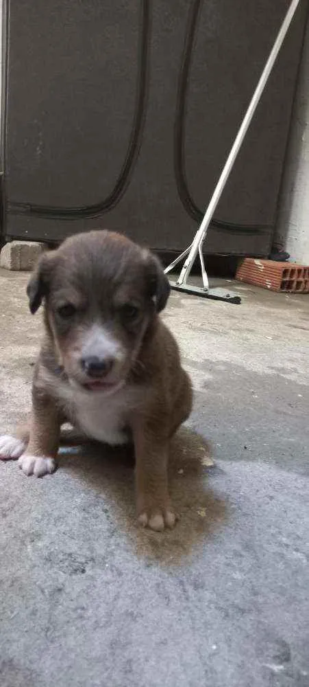 Cachorro raça vira-lata idade Abaixo de 2 meses nome sem nome 