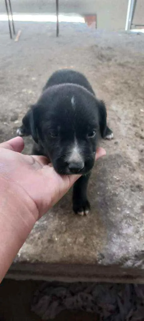 Cachorro raça vira-lata idade Abaixo de 2 meses nome sem nome 