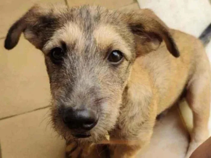 Cachorro ra a SRD idade 1 ano nome Apolo