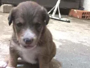 Cachorro raça vira-lata idade Abaixo de 2 meses nome sem nome 