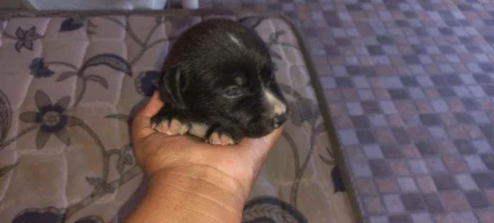 Cachorro raça vira-lata idade Abaixo de 2 meses nome sem nome 