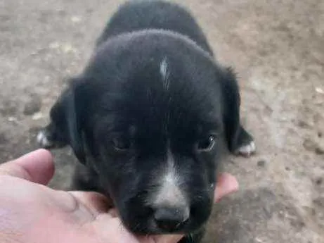 Cachorro raça vira-lata idade Abaixo de 2 meses nome sem nome 