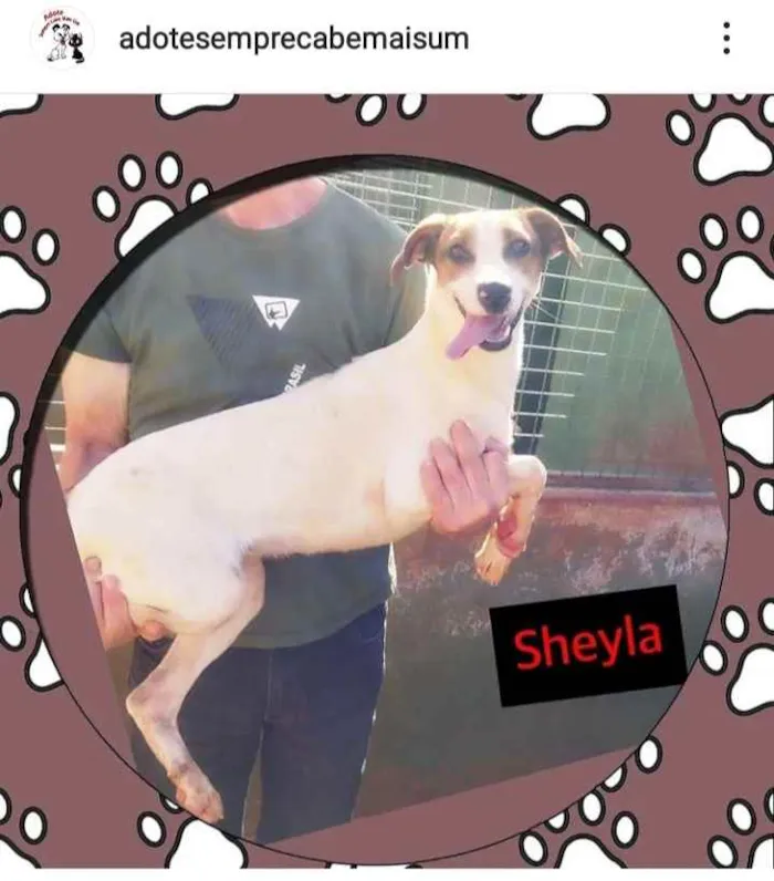 Cachorro ra a srd idade 2 anos nome Sheyla