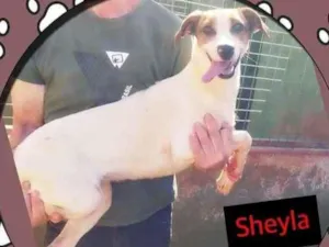 Cachorro raça srd idade 2 anos nome Sheyla