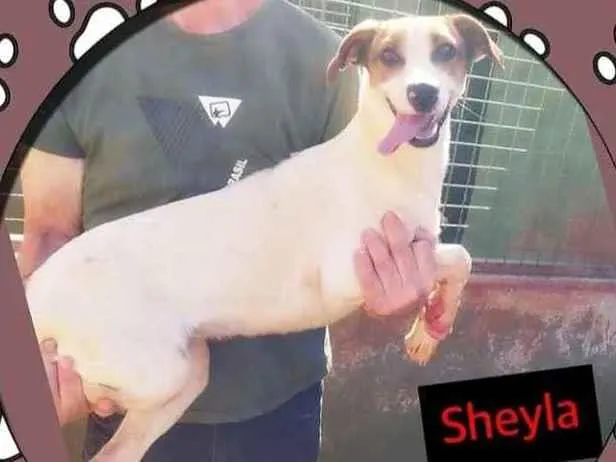 Cachorro ra a srd idade 2 anos nome Sheyla