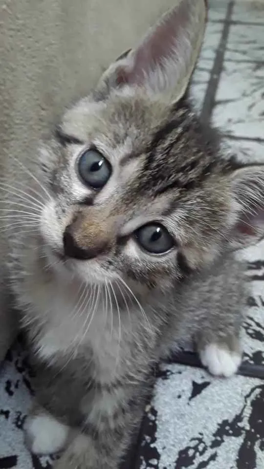 Gato raça Vira lata idade 2 a 6 meses nome Mel