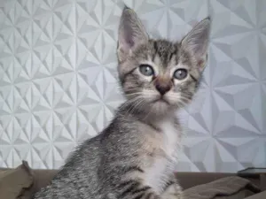 Gato raça Vira lata idade 2 a 6 meses nome Mel