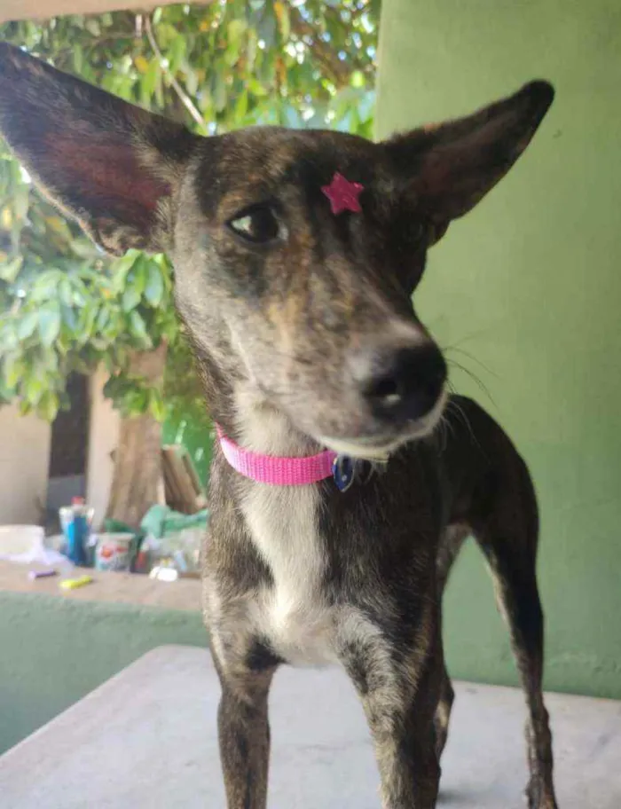 Cachorro ra a SRD idade 7 a 11 meses nome Meg