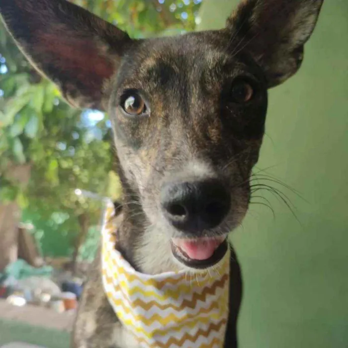Cachorro ra a SRD idade 7 a 11 meses nome Meg