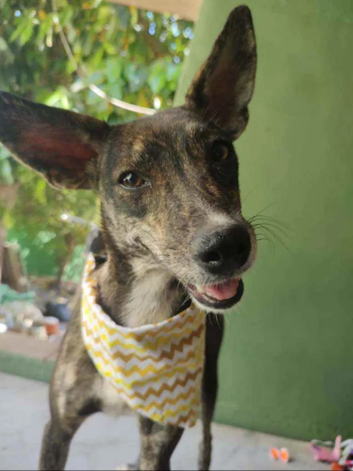 Cachorro ra a SRD idade 7 a 11 meses nome Meg