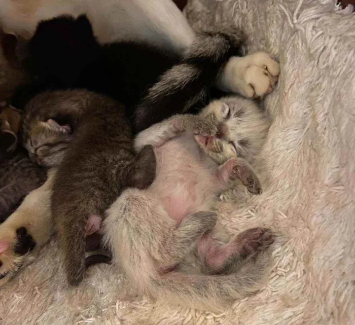 Gato ra a SRD idade Abaixo de 2 meses nome Bebês