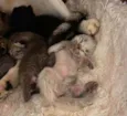 Bebês